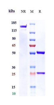 Anti-IL-13Ra2 / CD213a2 Reference Antibody