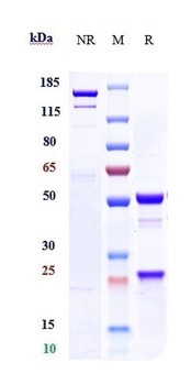 Anti-IGF1 Reference Antibody (xentuzumab)