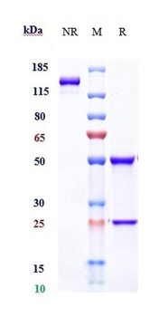 Anti-IFNa1 Reference Antibody (sifalimumab)