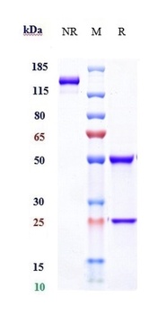 Anti-IFNa1 Reference Antibody