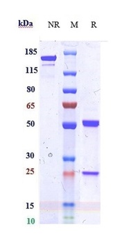 Anti-IDO2 Reference Antibody