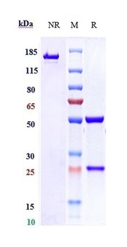 Anti-ICOS / CD278 Reference Antibody (vopratelimab)