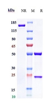 Anti-HGFR / c-Met Reference Antibody