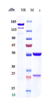 Anti-Haptoglobin Reference Antibody