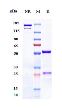 Anti-GPRC5D Reference Antibody (talquetamab)