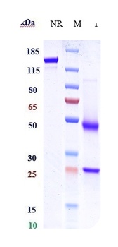 Anti-GPR49 / LGR5 Reference Antibody (BNC101)