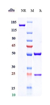 Anti-GPNMB Reference Antibody