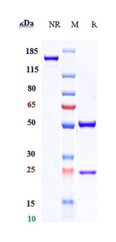 Anti-GPNMB Reference Antibody (glembatumumab)