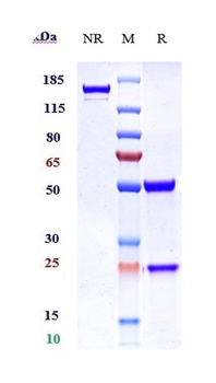 Anti-TNFRSF18 / GITR / CD357 Reference Antibody