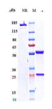 Anti-CSF3R / G-CSFR Reference Antibody