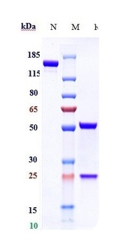 Anti-GCGR Reference Antibody