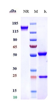 Anti-FGFR4 / CD334 Reference Antibody