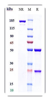 Anti-FGFR3 / CD333 Reference Antibody (vofatamab)