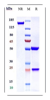 Anti-SLC40A1 Reference Antibody (LY2928057)