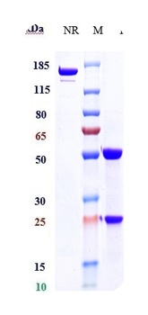 Anti-EphB4 Reference Antibody