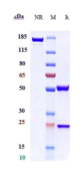 Anti-EphB2 Reference Antibody