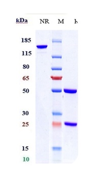 Anti-EpCAM / TROP1 / CD326 Reference Antibody