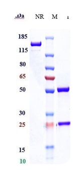Anti-TNFRSF21 / DR6 / CD358 Reference Antibody