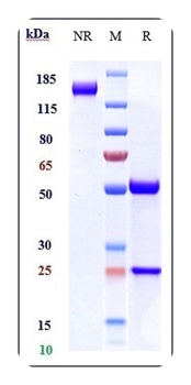 Anti-DLL4 Reference Antibody (navicixizumab)