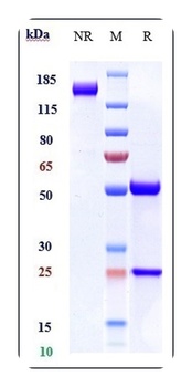 Anti-DLL4 Reference Antibody