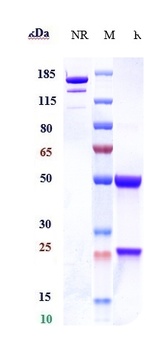 Anti-CLEC7A Reference Antibody