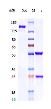 Anti-DC-SIGN / CD209 Reference Antibody