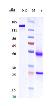 Anti-CXCR5 / CD185 Reference Antibody