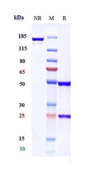 Anti-CXCL9 Reference Antibody