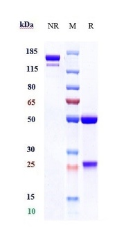 Anti-CSF1R / M-CSFR / CD115 Reference Antibody