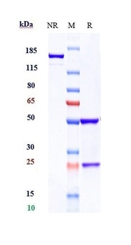 Anti-CRTAM / CD355 Reference Antibody