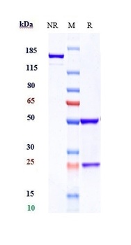 Anti-CRTAM / CD355 Reference Antibody