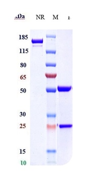 Anti-CLDN6 Reference Antibody (IMAB027)