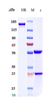 Anti-CLDN6 Reference Antibody