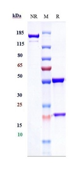 Anti-DCBLD2 / ESDN Reference Antibody