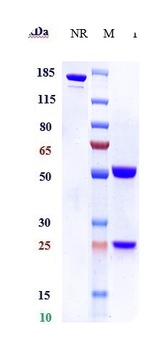 Anti-CEACAM1 / CD66a Reference Antibody