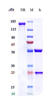 Anti-CEACAM5 / CEA / CD66e Reference Antibody (labetuzumab)