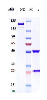 Anti-NCAM1 / CD56 Reference Antibody (lorvotuzumab)