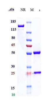Anti-CD47 Reference Antibody (magrolimab)