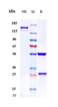 Anti-FcgR2a / CD32a Reference Antibody