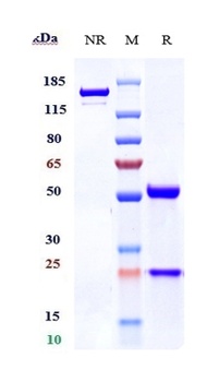 Anti-TNFRSF17 / BCMA / CD269 Reference Antibody