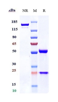 Anti-TNFRSF17 / BCMA / CD269 Reference Antibody (belantamab)