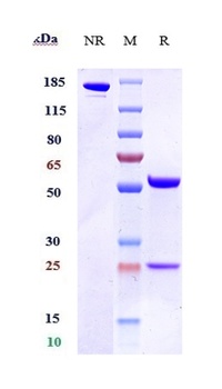 Anti-OX2R / CD200R1 Reference Antibody