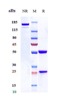 Anti-IL-3Ra / CD123 Reference Antibody