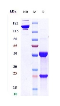 Anti-IL-3Ra / CD123 Reference Antibody