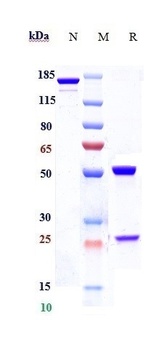 Anti-CCR2 / CD192 Reference Antibody (plozalizumab)
