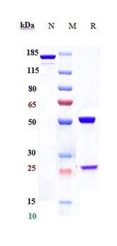 Anti-CCR2 / CD192 Reference Antibody