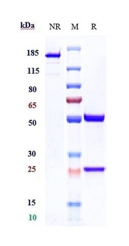 Anti-CTSS / Cathepsin S Reference Antibody (Fsn0503h)
