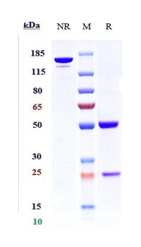 Anti-CDH6 / K-Cadherin Reference Antibody