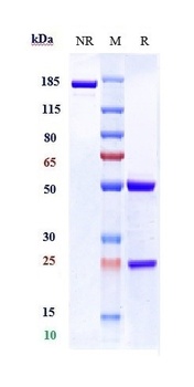 Anti-Complement C5aR1 Reference Antibody