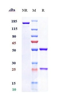 Anti-C1s Reference Antibody (sutimlimab)